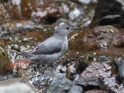 American Dipper Noord / Amerikaanse waterspreeuw / Cinclus mexicanus