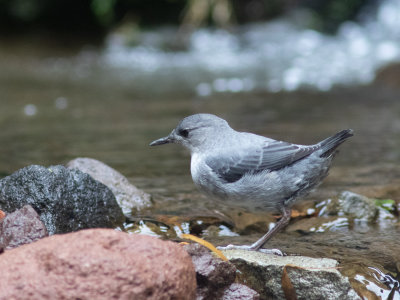 American Dipper Noord / Amerikaanse waterspreeuw / Cinclus mexicanus