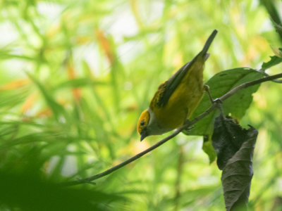 Silver-throated tanager / Zilverkeeltangare / Tangara icterocephala