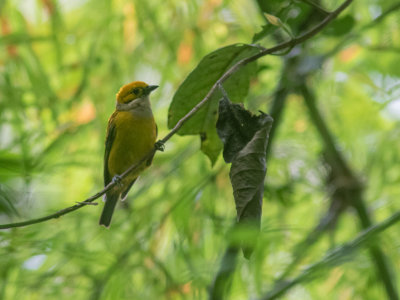 Silver-throated tanager / Zilverkeeltangare / Tangara icterocephala