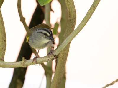 Black-striped sparrow / Panamagors / Arremonops conirostris