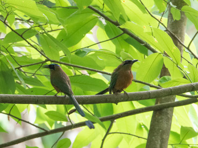 Lesson's Motmot / Lessons motmot / Momotus lessonii