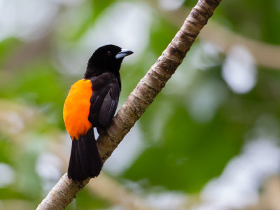 Scarlet-rumped Tanager / Roodrugtangare / Ramphocelus passerinii