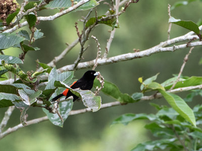 Scarlet-rumped Tanager / Roodrugtangare / Ramphocelus passerinii