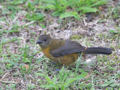 Scarlet-rumped Tanager / Roodrugtangare / Ramphocelus passerinii