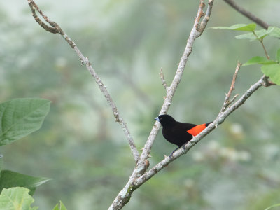 Scarlet-rumped Tanager / Roodrugtangare / Ramphocelus passerinii