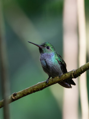 Blue-chested Hummingbird / Blauwborstamazilia / Amazilia amabilis