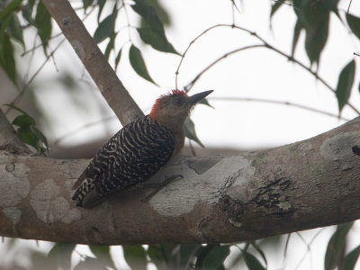 Red-crowned Woodpecker / Roodkruinspecht / Melanerpes rubricapillus