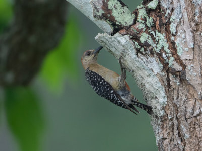 Red-crowned Woodpecker / Roodkruinspecht / Melanerpes rubricapillus