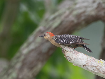 Red-crowned Woodpecker / Roodkruinspecht / Melanerpes rubricapillus