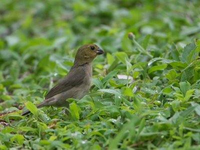 Variable Seedeater / Noordelijk bont dikbekje / Sporophila corvina