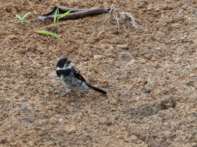 Variable Seedeater / Noordelijk bont dikbekje / Sporophila corvina