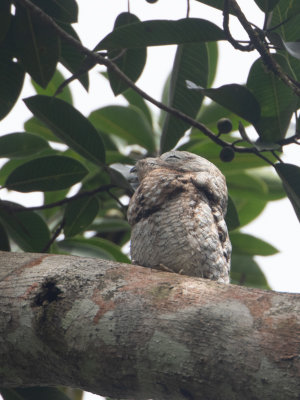 Great Potoo / Vale reuzennachtzwaluw / Nyctibius grandis