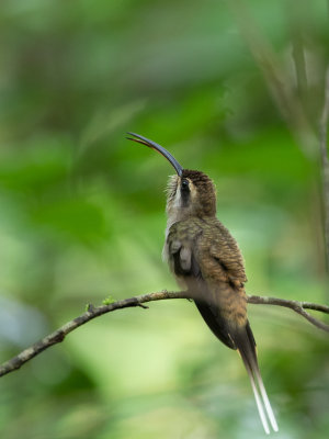 Long-billed Hermit / Westelijke langstaartheremietkolibrie / Phaethornis longirostris