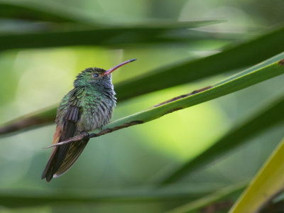 Rufous-tailed Hummingbird / Roodstaartamazilia / Amazilia tzacatl