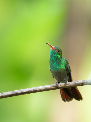 Rufous-tailed Hummingbird / Roodstaartamazilia / Amazilia tzacatl