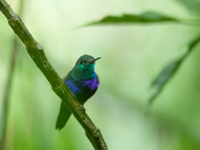 Violet-bellied Hummingbird / Paarsbuikkolibrie / Juliamyia julie