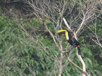 Yellow-throated Toucan / Zwartsnaveltoekan / Ramphastos ambiguus