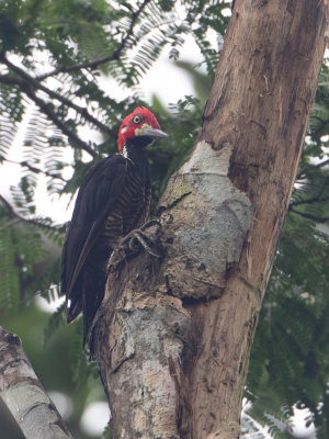 Crimson-crested Woodpecker / Zwartkeelspecht / Campephilus melanoleucos