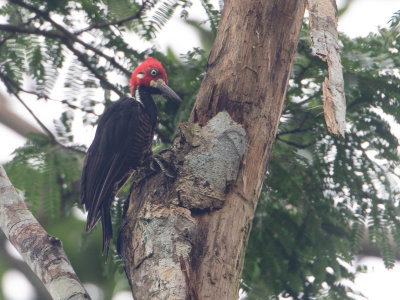 Crimson-crested Woodpecker / Zwartkeelspecht / Campephilus melanoleucos