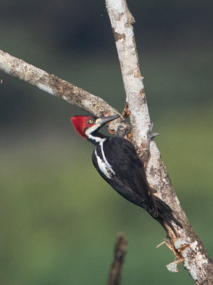 Crimson-crested Woodpecker / Zwartkeelspecht / Campephilus melanoleucos
