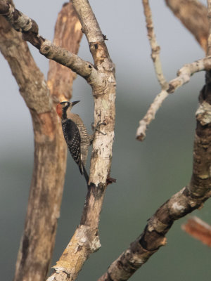 Black-cheeked Woodpecker / Zwartwangspecht / Melanerpes pucherani