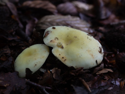 Russula violeipis / Paarstelige pastelrussula