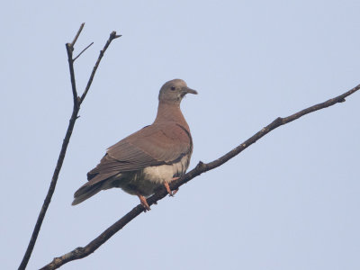 Pale vented Pigeon / Rosse duif / Patagioenas cayennensis