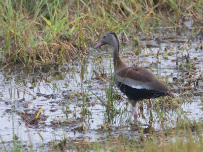 Black-bellied Whistling-Duck / Zwartbuikfluiteend / Dendrocygna autumnalis