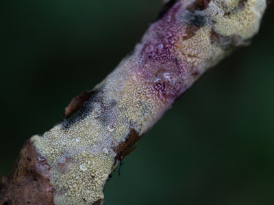 Mycoacia uda / Gele stekelkorstzwam