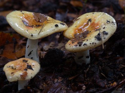 Russula fellea / Beukenrussula / Geranium Brittlegill