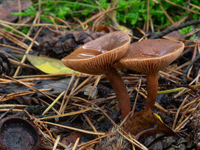Lactarius hepaticus / Levermelkzwam / Liver Milkcap