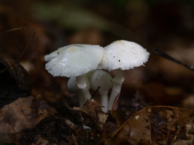 Leucoagaricus sericifer / Zijdechampignonparasol