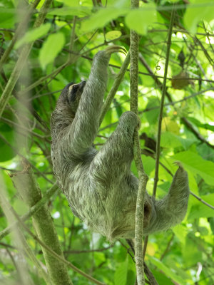 Brown-throated sloth / Kapucijnluiaard / Bradypus variegatus