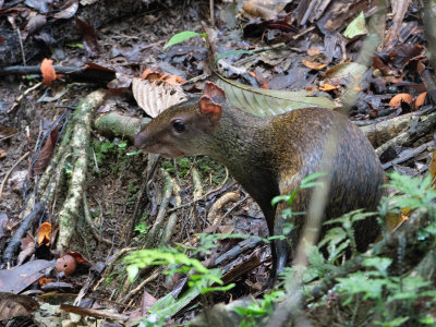 Central American agouti / Midden-Amerikaanse agoeti / Dasyprocta punctata