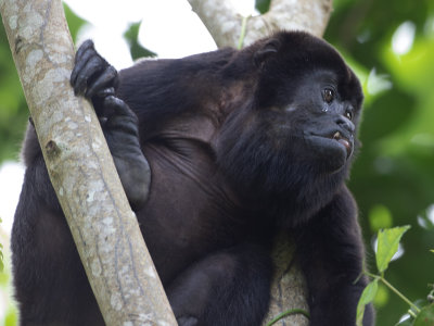 Mantled howler / Mantelbrulaap / Alouatta palliata