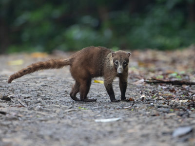 White-nosed coati / Witsnuitneusbeer / Nasua narica