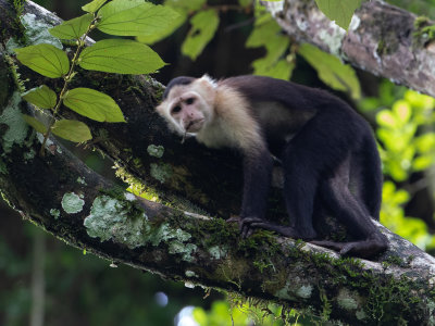 Panamanian White-faced Capuchin / Witschouderkapucijnaap / Cebus imitator