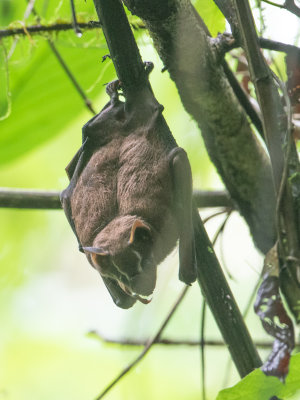 Grote vruchtenvampier / Great fruit-eating bat / Artibeus lituratus