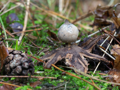 Geastrum pectinatum / Grote aardster