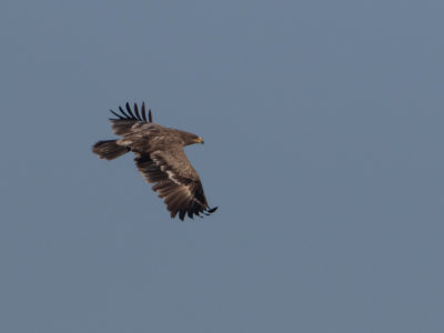 Steppe Eagle / Steppearend / Aquila nipalensis