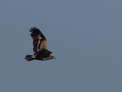 Steppe Eagle / Steppearend / Aquila nipalensis