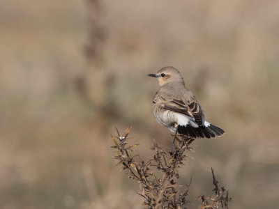 Isabelline Wheatear / Isabeltapuit / Oenanthe isabellina 