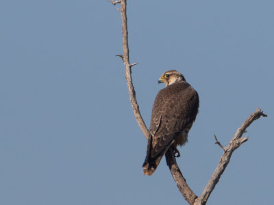 Peregrine Falcon / Slechtvalk / Falco peregrinus