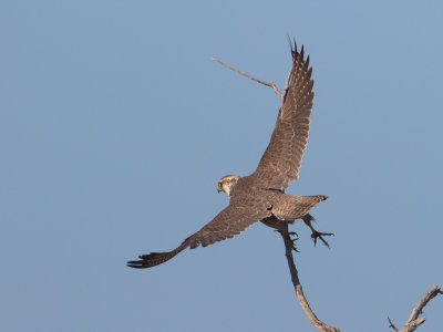Peregrine Falcon / Slechtvalk / Falco peregrinus