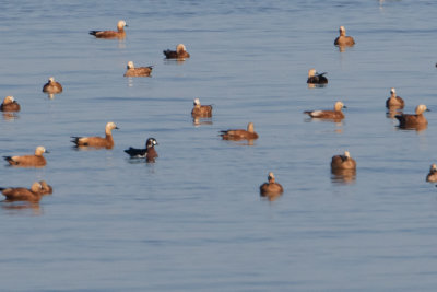 Red-breasted goose / Roodhalsgans / Branta ruficollis