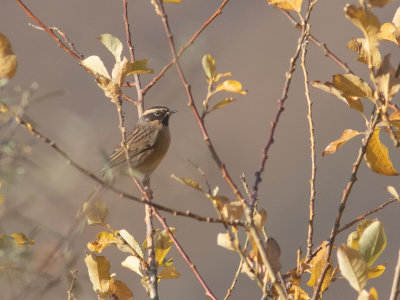 Black-throated Accentor / Zwartkeelheggenmus / Prunella atrogularis