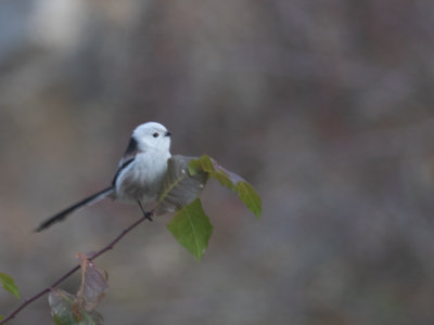 Long-tailed Tit / Staartmees / Aegithalos caudatus