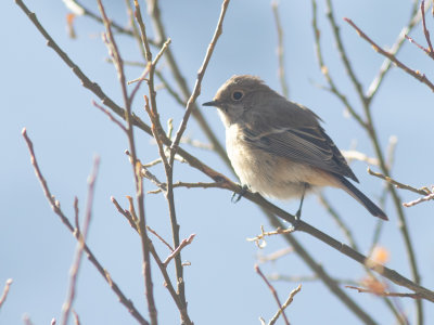 Eversmann's Redstart / Eversmanns Roodstaart / Phoenicurus erythronotus