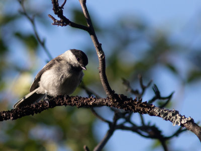 Matkop / Willow Tit / Poecile montanus